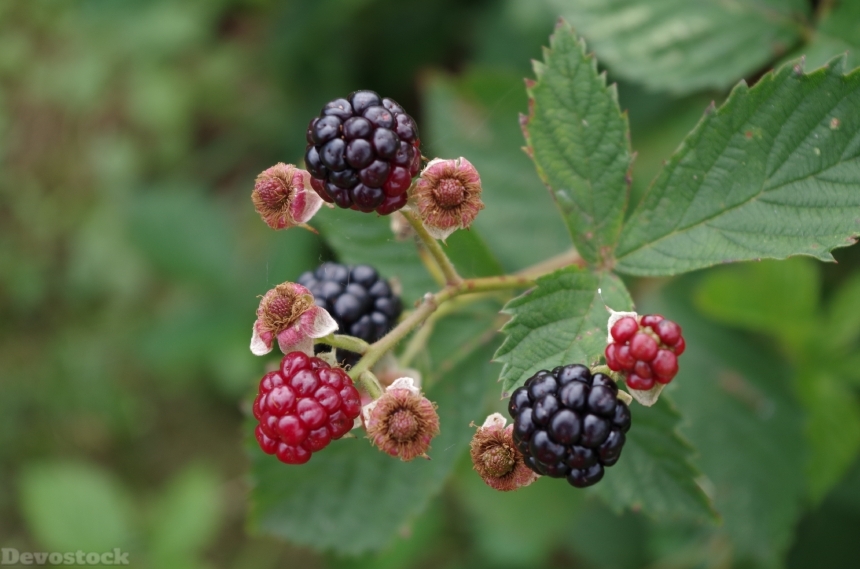 Devostock Blackberries Shrub Fruit 1032754