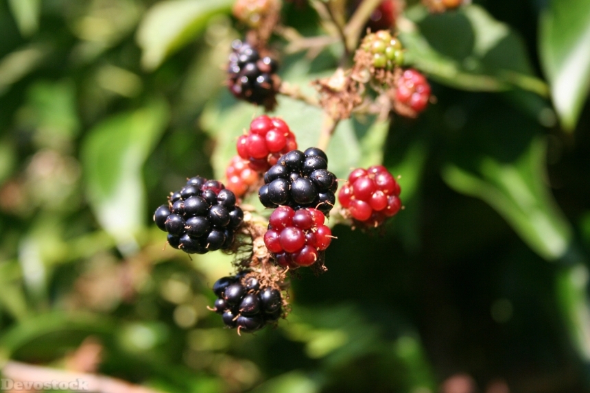 Devostock Blackberry Berries Blackberries 200535