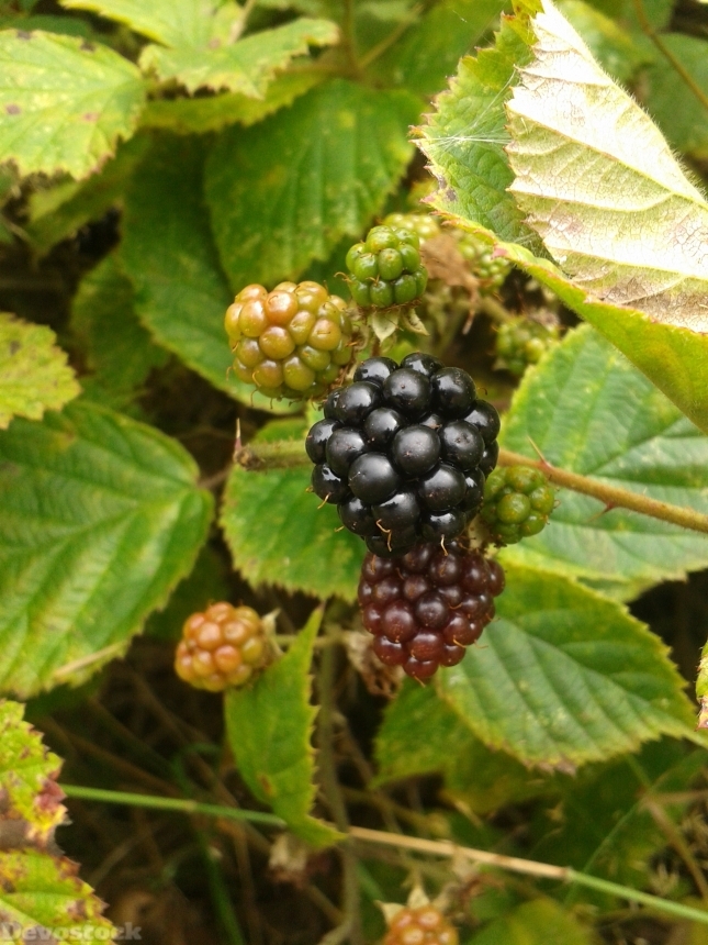 Devostock Blackberry Berries Fruit Bush