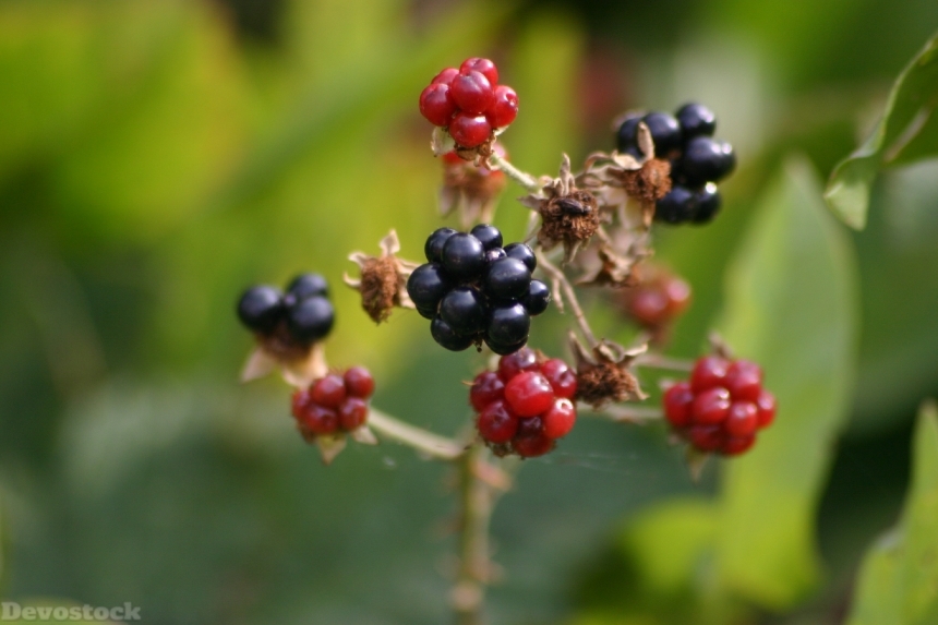 Devostock Blackberry Berry Blackberries 286504
