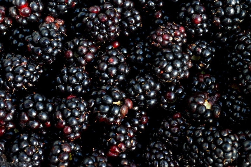 Devostock Blackberry Berry Fruit Picking