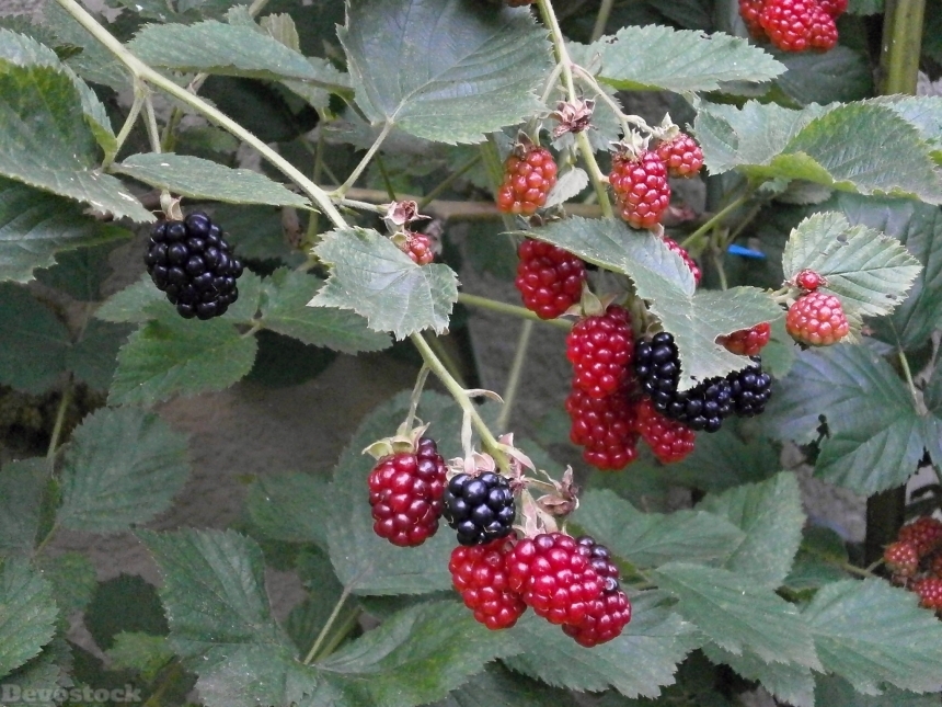 Devostock Blackberry Berry Rubus Fruit