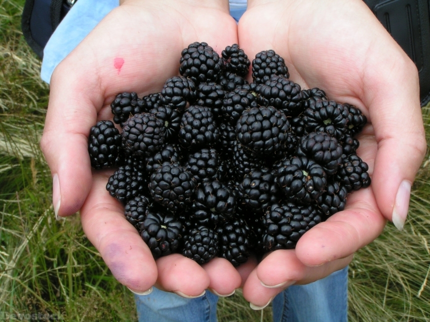 Devostock Blackberry Berry Summer Fruit