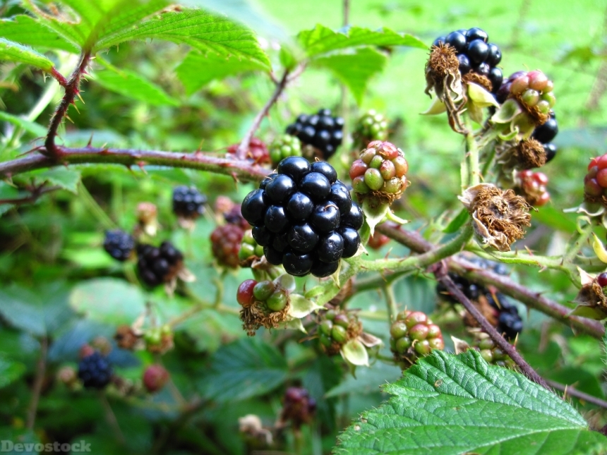 Devostock Blackberry Black Blackberries Sweet