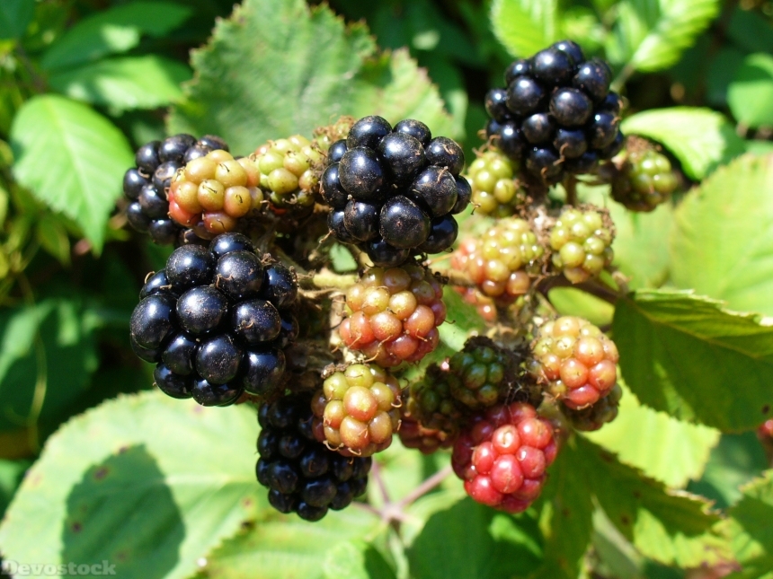 Devostock Blackberry Blackberries Fruit 93731