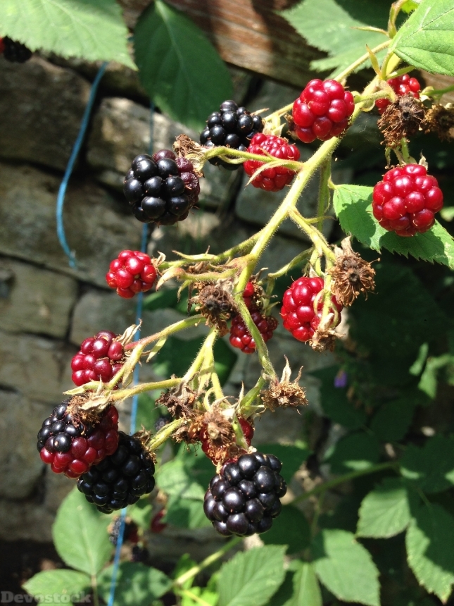 Devostock Blackberry Branch Plant Fruit