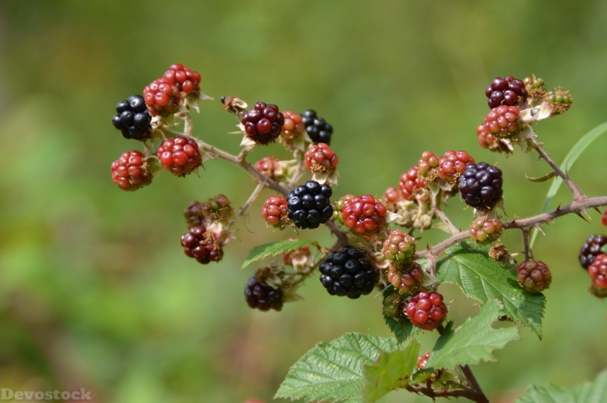 Devostock Blackberry Bush Fruit Berries