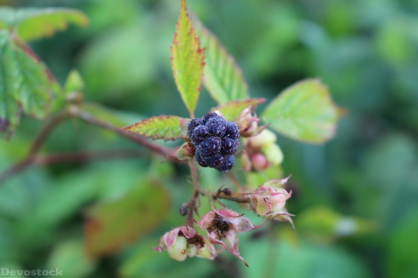 Devostock Blackberry Bush Nature Fruit