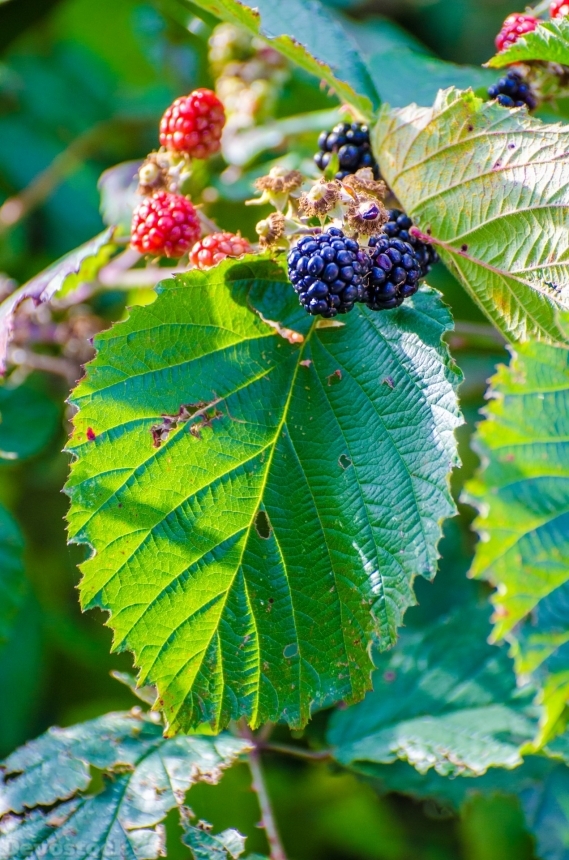 Devostock Blackberry Bush Plant Berry 0
