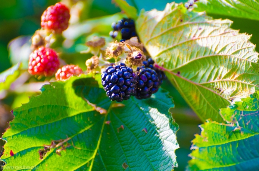 Devostock Blackberry Bush Plant Berry