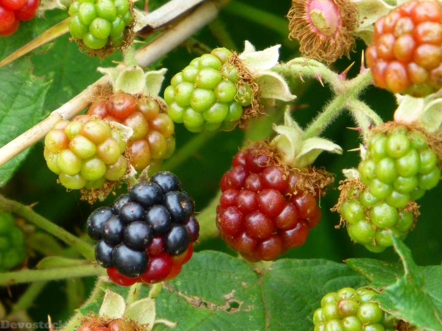 Devostock Blackberry Forest Fruit Fruit