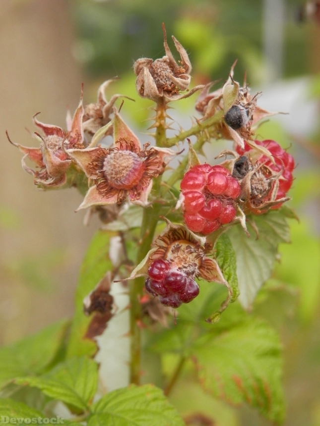 Devostock Blackberry Fruit Berries Fruits