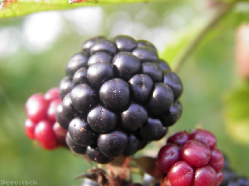 Devostock Blackberry Fruit Black 648362