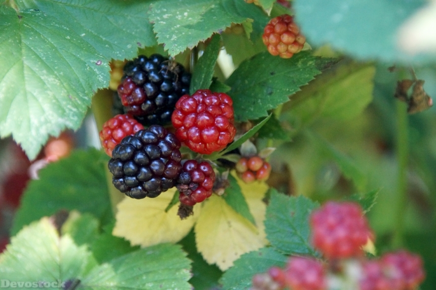 Devostock Blackberry Fruit Delicious Healthy 0