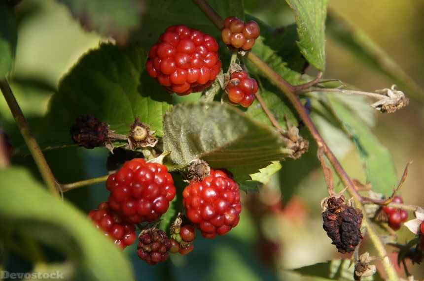 Devostock Blackberry Fruit Delicious Healthy