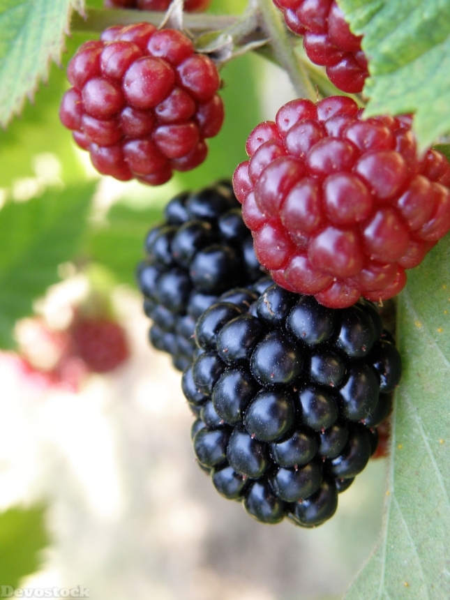 Devostock Blackberry Fruit Food Berry