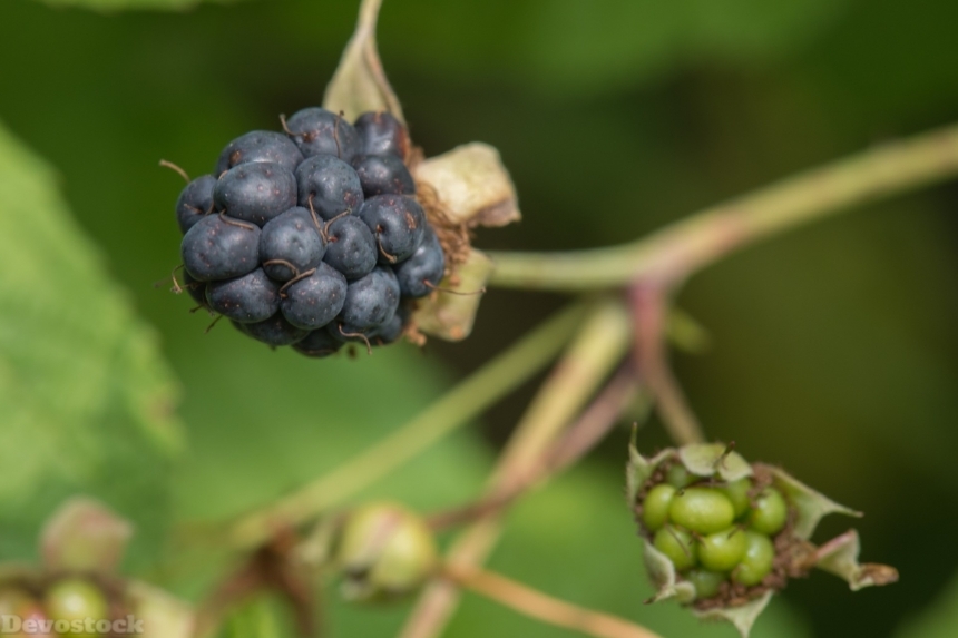 Devostock Blackberry Fruit Vegetable Food