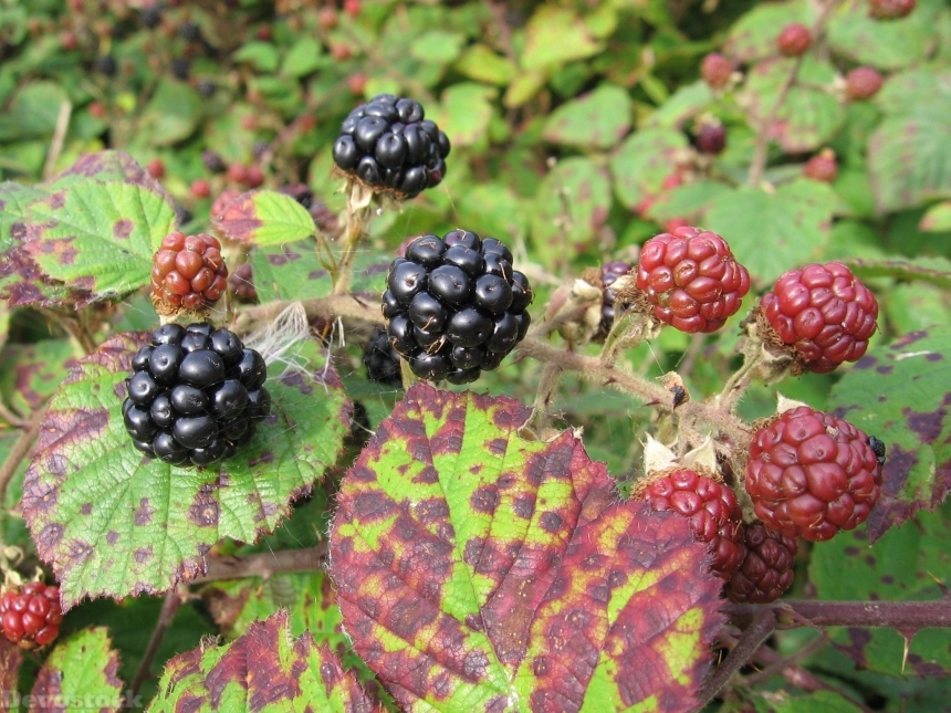 Devostock Blackberry Fruits Forest 12058