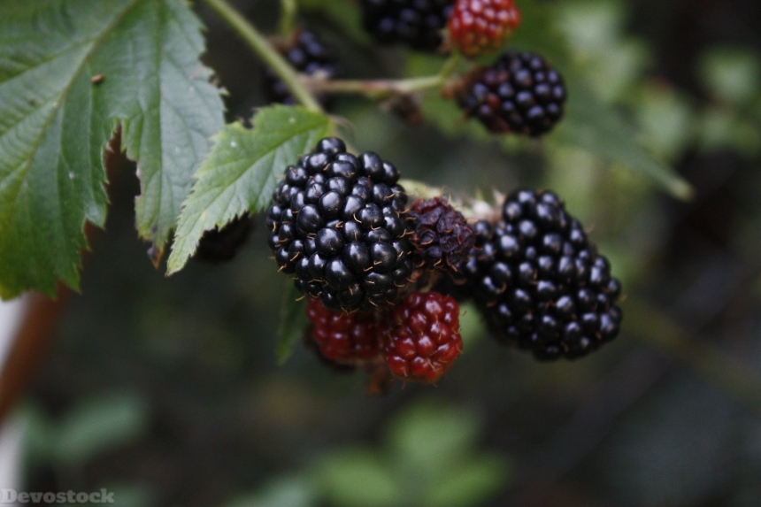 Devostock Blackberry Fruits Forest Food