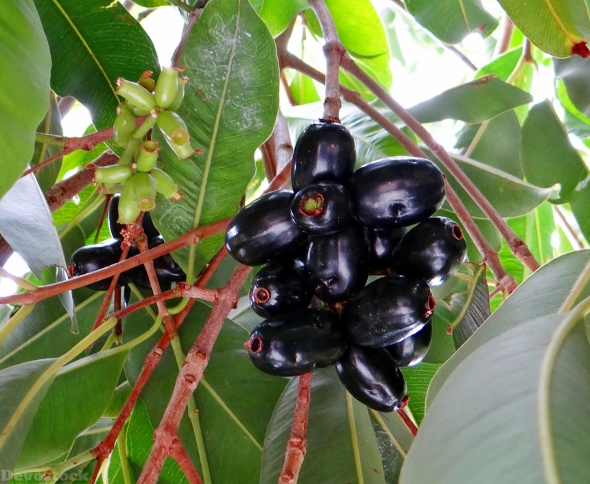 Devostock Blackberry Jamun Syzygium Cumini