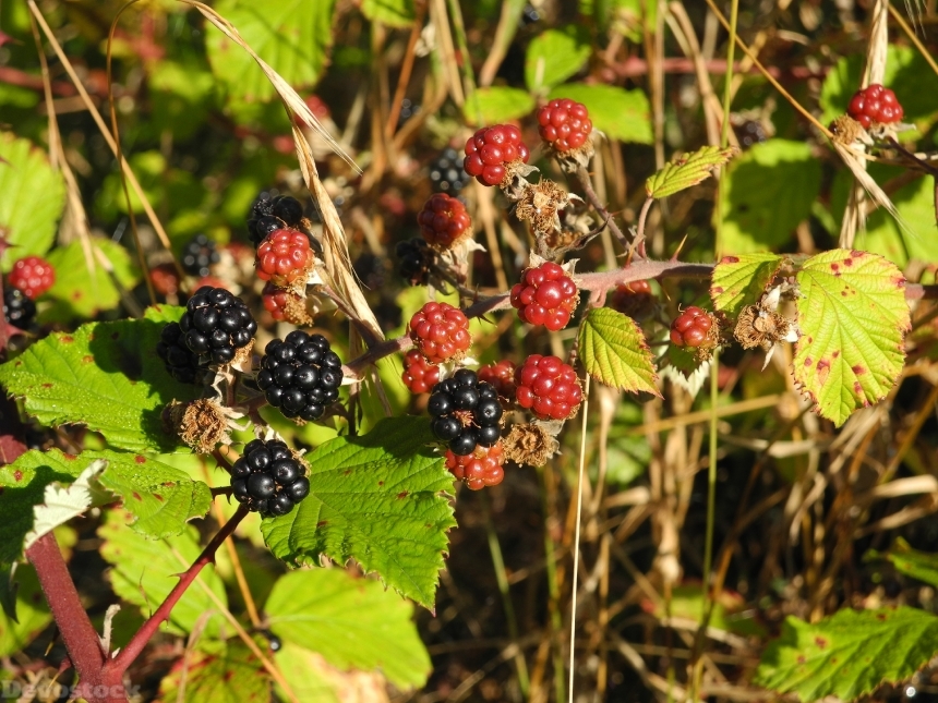 Devostock Blackberry Nature Wild Sweet