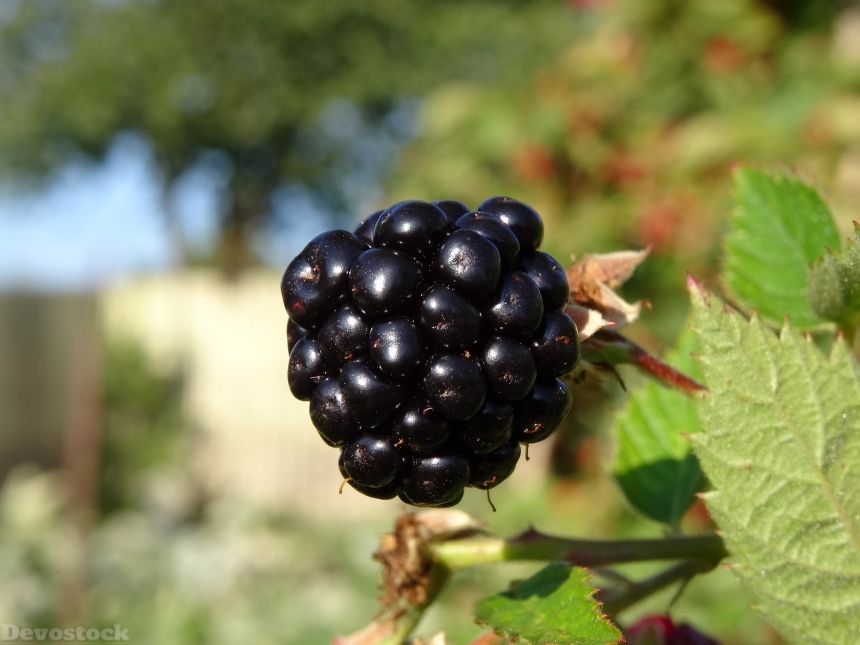 Devostock Blackberry Orchard Fruit 958401
