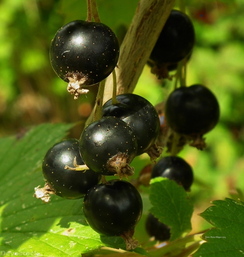 Devostock Blackcurrant Fruits Foods Plants