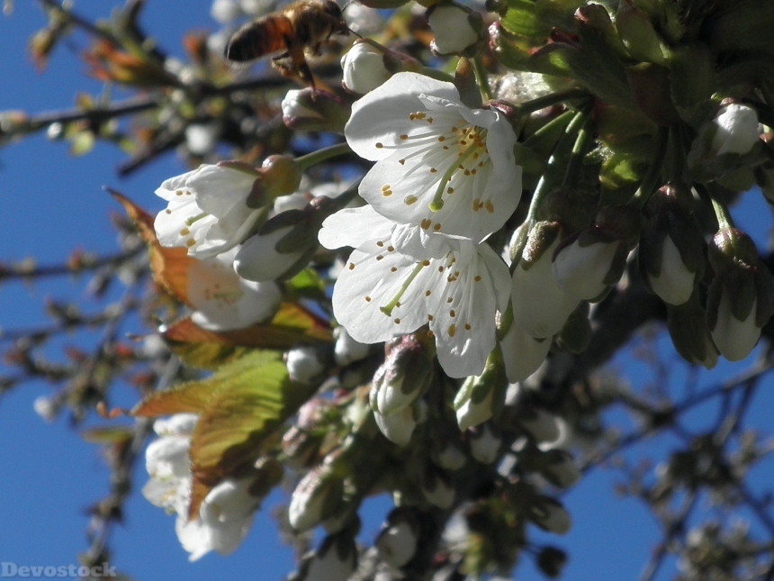 Devostock Blossom Bloom Cherry Sweet