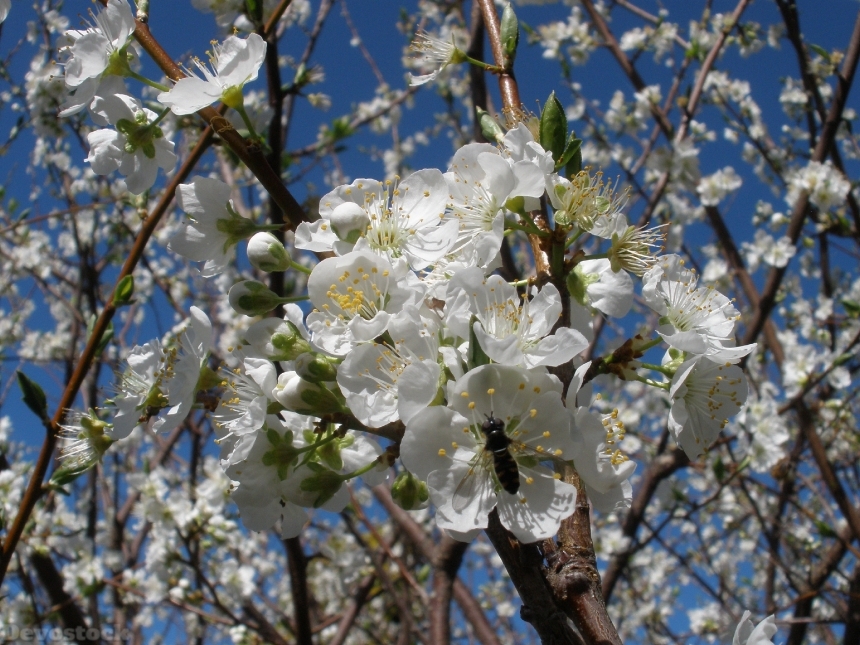 Devostock Blossom Flower White Fruit