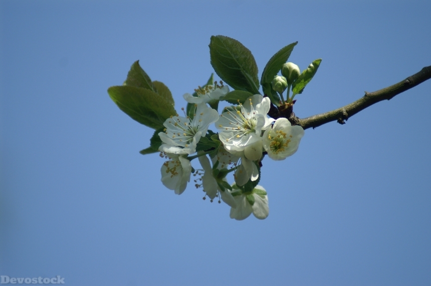 Devostock Blossom Fruit Plum Spring