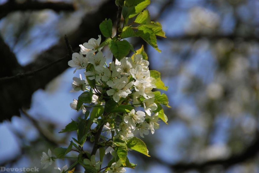 Devostock Blossom Fruit Tree Spring