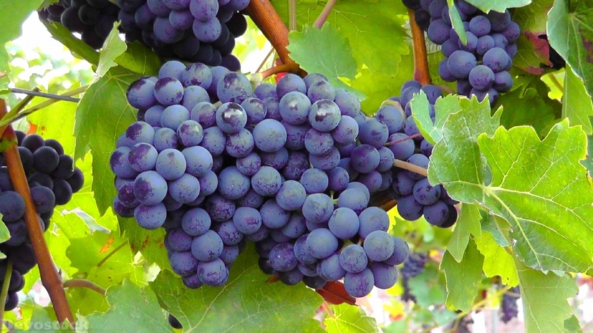 Devostock Blue Grapes Grapes Fruits