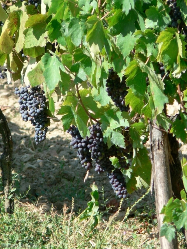 Devostock Blue Grapes In Vineyard