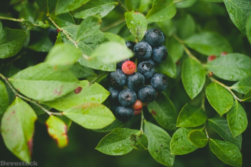 Devostock Blueberries Berries Food Fruit