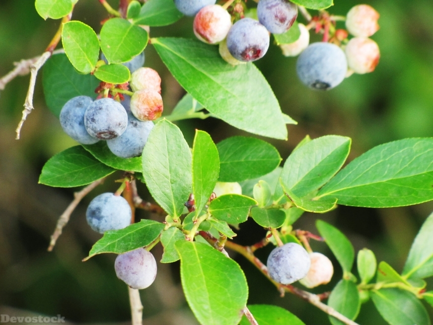Devostock Blueberries Berry Fruit Blue