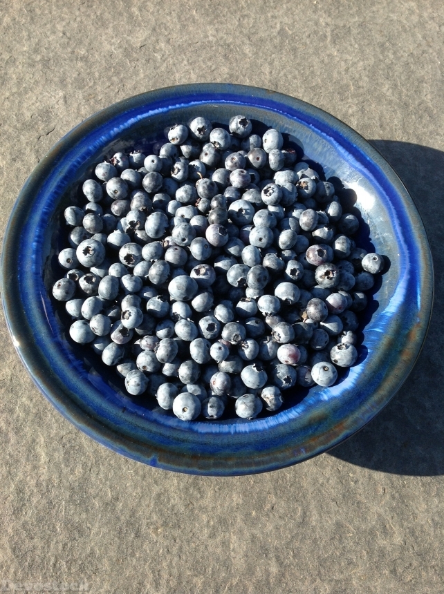 Devostock Blueberries Blue Berries Scale