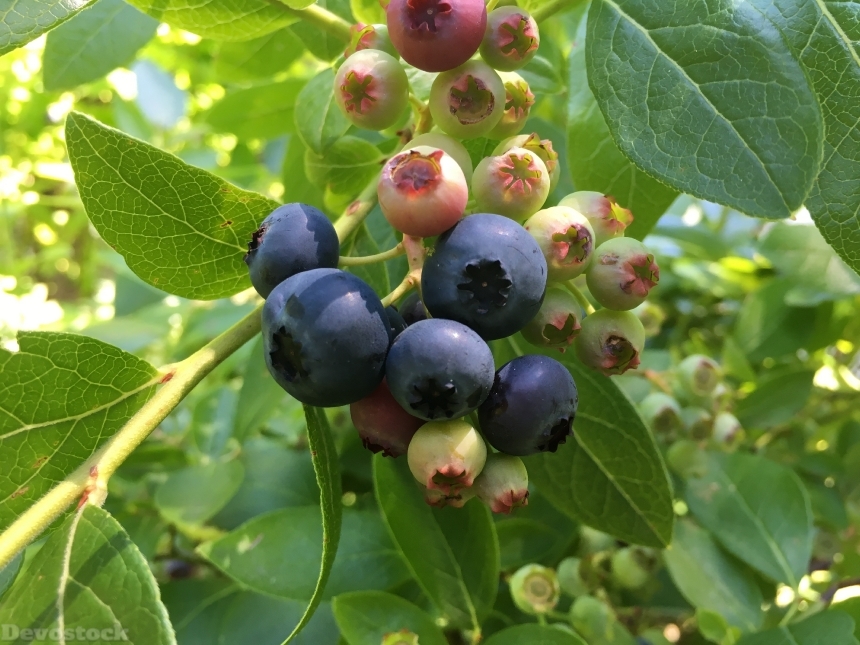 Devostock Blueberries Bush Sweet 1567336