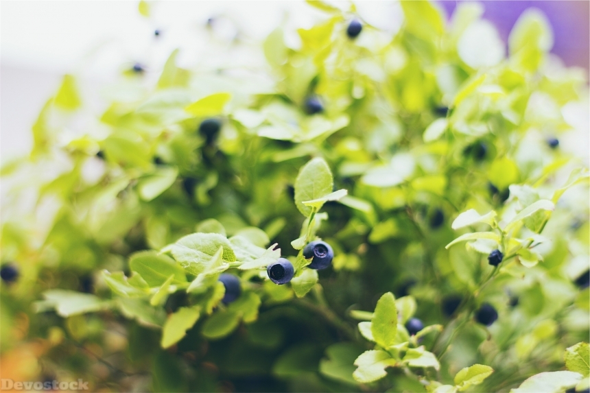 Devostock Blueberries Fruit Plant Nature