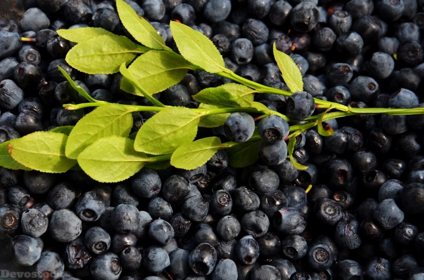 Devostock Blueberries Fruits Food Healthy 0