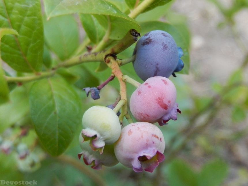 Devostock Blueberries Garden Fruit 799826