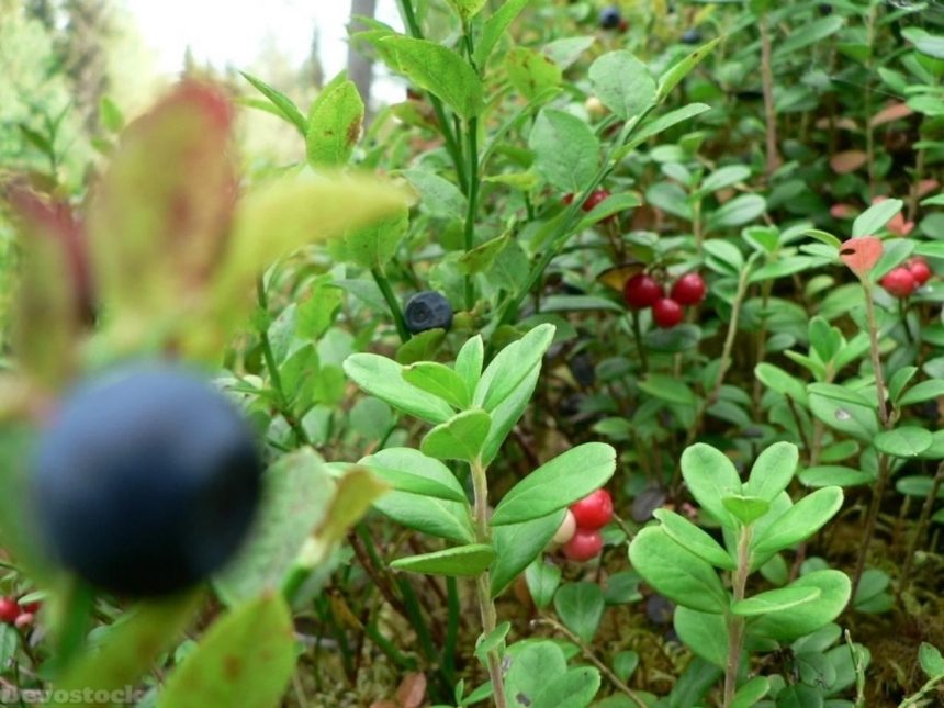 Devostock Blueberries Lingonberries