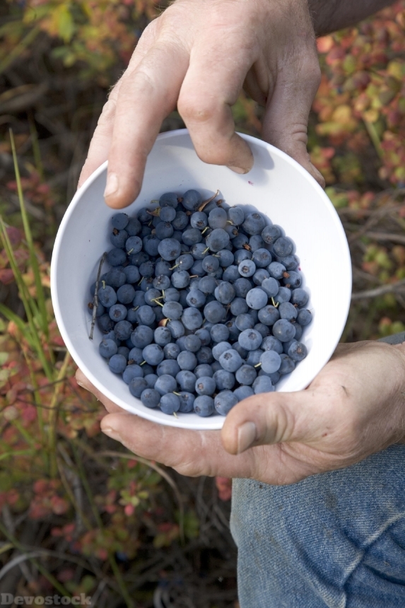 Devostock Blueberries Picture