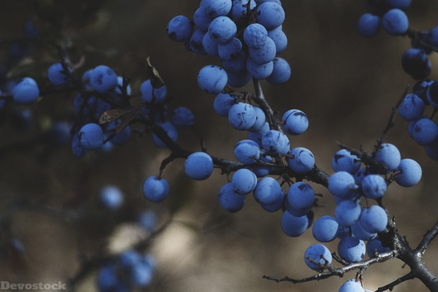 Devostock Blueberries Vine Fruit Food