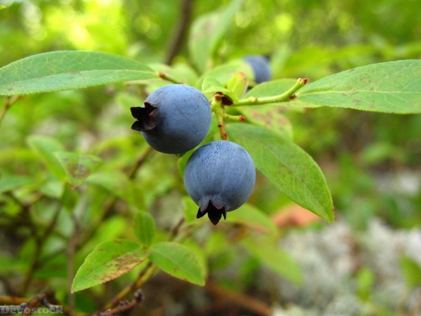 Devostock Blueberries Wild Plant Fruit
