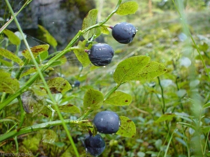 Devostock Blueberries With Green Leaves