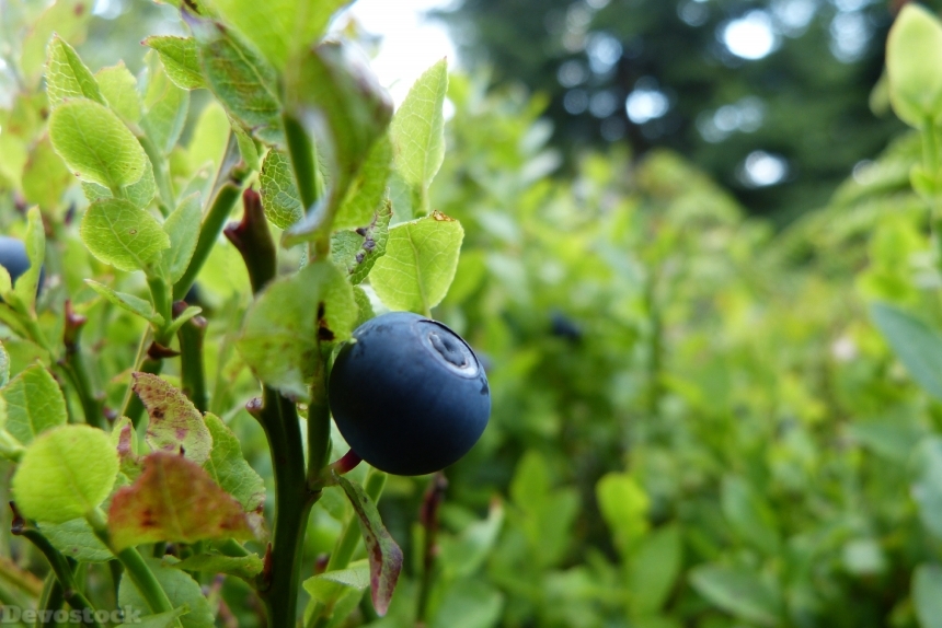 Devostock Blueberry Bilberry Fruit Berries