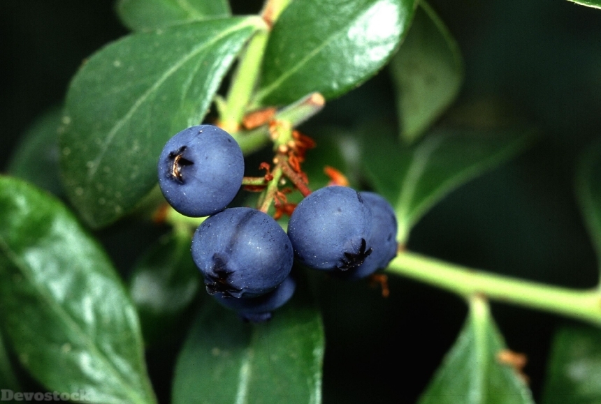 Devostock Blueberry Close Up