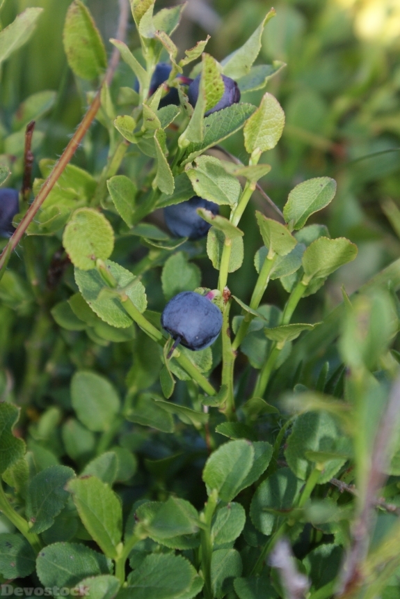 Devostock Blueberry Food Fruit Fresh
