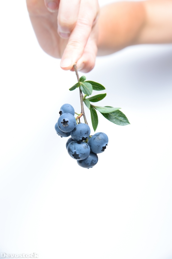 Devostock Blueberry Fruit Blue 539134