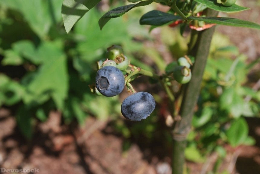Devostock Blueberry Fruit Bush Stem